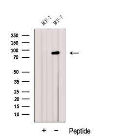 Invitrogen GGCX Polyclonal Antibody 100 &mu;L | Buy Online | Invitrogen&trade; | Fisher Scientific