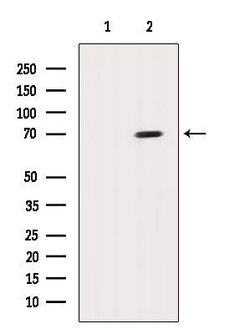 Invitrogen GSPT2 Polyclonal Antibody 100 &mu;L; Unconjugated:Antibodies,
