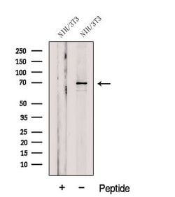 Invitrogen GSPT2 Polyclonal Antibody 100 &mu;L; Unconjugated:Antibodies,