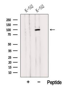 Invitrogen HELLS Polyclonal Antibody 100 &mu;L; Unconjugated:Antibodies,