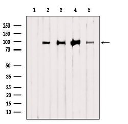 Invitrogen HELLS Polyclonal Antibody 100 &mu;L; Unconjugated:Antibodies,