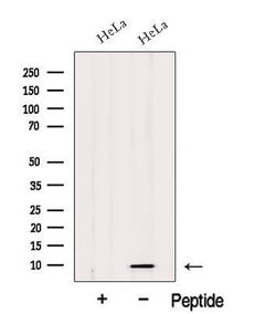 Invitrogen HIGD1A Polyclonal Antibody 100 &mu;L; Unconjugated:Antibodies,