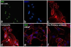 Invitrogen ID3 Polyclonal Antibody 100 &mu;L; Unconjugated:Antibodies,