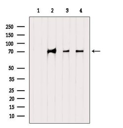 Invitrogen INTS10 Polyclonal Antibody 100 &mu;L; Unconjugated:Antibodies,