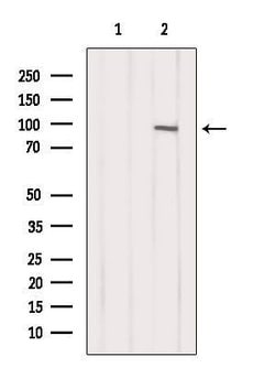 Invitrogen INVS Polyclonal Antibody 100 &mu;L | Buy Online | Invitrogen&trade; | Fisher Scientific