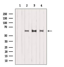 ISYNA1 Polyclonal Antibody:Antibodies, Polyclonal