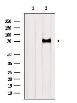 Invitrogen Katanin p80 Polyclonal Antibody 100 &mu;L; Unconjugated:Antibodies,