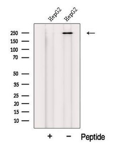 Invitrogen MED12 Polyclonal Antibody 100 &mu;L; Unconjugated:Antibodies,