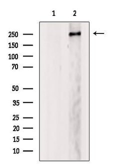 Invitrogen MED12 Polyclonal Antibody 100 &mu;L; Unconjugated:Antibodies,