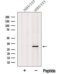 Invitrogen MITD1 Polyclonal Antibody 100 &mu;L; Unconjugated:Antibodies,