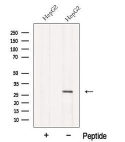 Invitrogen MMAB Polyclonal Antibody 100 &mu;L; Unconjugated:Antibodies,