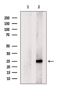 Invitrogen MXD1 Polyclonal Antibody 100 &mu;L; Unconjugated:Antibodies,