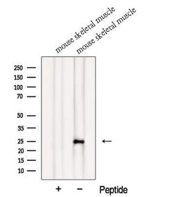 Invitrogen MXD1 Polyclonal Antibody 100 &mu;L; Unconjugated:Antibodies,