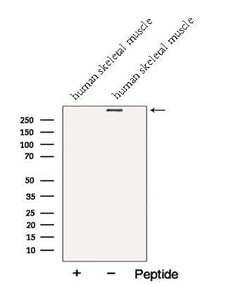Invitrogen Nebulin Polyclonal Antibody 100 &mu;L; Unconjugated:Antibodies,