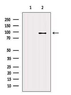 Invitrogen NELL1 Polyclonal Antibody 100 &mu;L; Unconjugated:Antibodies,