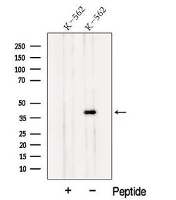 Invitrogen ILF2 Polyclonal Antibody 100 &mu;L; Unconjugated:Antibodies,