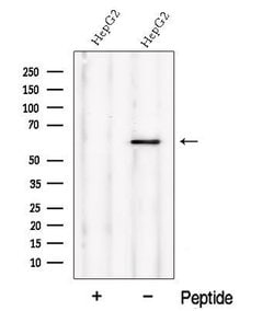 Invitrogen NMD3 Polyclonal Antibody 100 &mu;L; Unconjugated:Antibodies,