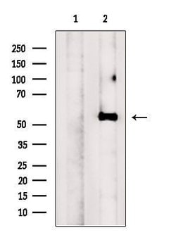 Invitrogen NMD3 Polyclonal Antibody 100 &mu;L; Unconjugated:Antibodies,