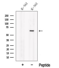 Invitrogen NOSTRIN Polyclonal Antibody 100 &mu;L | Buy Online | Invitrogen&trade; | Fisher Scientific