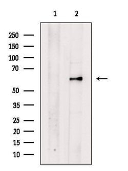 Invitrogen PALMD Polyclonal Antibody 100 &mu;L; Unconjugated:Antibodies,