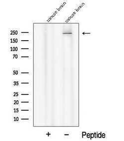 Invitrogen PI4KA Polyclonal Antibody 100 &mu;L | Buy Online | Invitrogen&trade; | Fisher Scientific