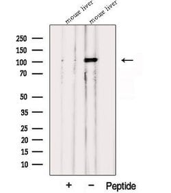 Invitrogen PPARGC1B Polyclonal Antibody 100 &mu;L | Buy Online | Invitrogen&trade; | Fisher Scientific