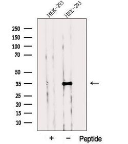 Invitrogen PP1 gamma Polyclonal Antibody 100 &mu;L; Unconjugated:Antibodies,