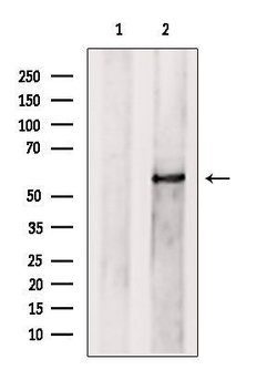 Invitrogen PRPF4 Polyclonal Antibody 100 &mu;L; Unconjugated:Antibodies,