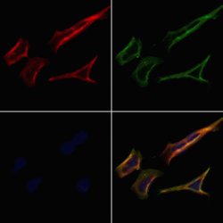 Invitrogen PRRT1 Polyclonal Antibody 100 &mu;L; Unconjugated:Antibodies,