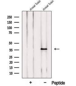 Invitrogen PRRT1 Polyclonal Antibody 100 &mu;L; Unconjugated:Antibodies,