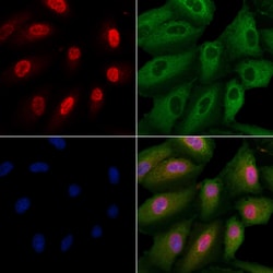 Invitrogen PRUNE2 Polyclonal Antibody 100 &mu;L; Unconjugated:Antibodies,