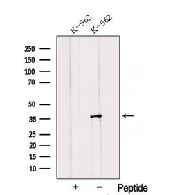 Invitrogen QKI Polyclonal Antibody 100 &mu;L; Unconjugated:Antibodies,