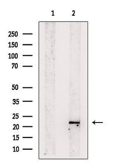 Invitrogen REEP1 Polyclonal Antibody 100 &mu;L; Unconjugated:Antibodies,