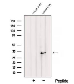 Invitrogen RGN Polyclonal Antibody 100 &mu;L; Unconjugated:Antibodies,