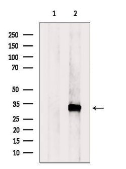 Invitrogen RGN Polyclonal Antibody 100 &mu;L; Unconjugated:Antibodies,