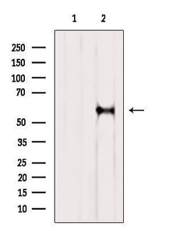 Invitrogen RIC8A Polyclonal Antibody 100 &mu;L | Buy Online | Invitrogen&trade; | Fisher Scientific