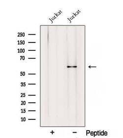 Invitrogen RIC8A Polyclonal Antibody 100 &mu;L | Buy Online | Invitrogen&trade; | Fisher Scientific