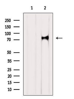 Invitrogen RNF12 Polyclonal Antibody 100 &mu;L; Unconjugated:Antibodies,