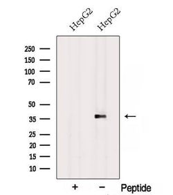 Invitrogen RPH3AL Polyclonal Antibody 100 &mu;L; Unconjugated:Antibodies,