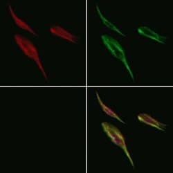 Invitrogen RPN1 Polyclonal Antibody 100 &mu;L; Unconjugated:Antibodies,