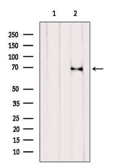 Invitrogen RPN1 Polyclonal Antibody 100 &mu;L; Unconjugated:Antibodies,