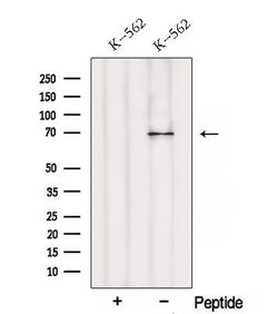 Invitrogen RPN1 Polyclonal Antibody 100 &mu;L; Unconjugated:Antibodies,
