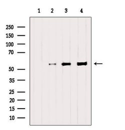 Invitrogen SAMM50 Polyclonal Antibody 100 &mu;L | Buy Online | Invitrogen&trade; | Fisher Scientific