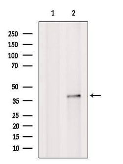 Invitrogen SCO2 Polyclonal Antibody 100 &mu;L; Unconjugated:Antibodies,