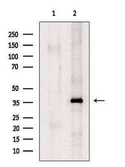 Invitrogen SEC13 Polyclonal Antibody 100 &mu;L; Unconjugated:Antibodies,