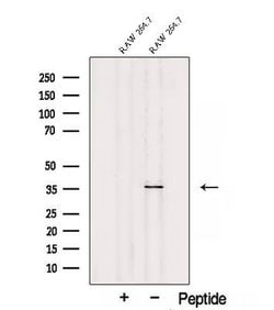 Invitrogen SEC13 Polyclonal Antibody 100 &mu;L; Unconjugated:Antibodies,