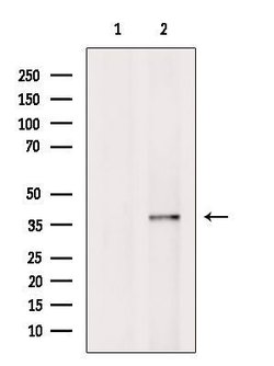 Invitrogen SEC13 Polyclonal Antibody 100 &mu;L; Unconjugated:Antibodies,