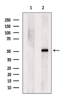 Invitrogen SGMS1 Polyclonal Antibody 100 &mu;L; Unconjugated:Antibodies,