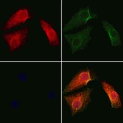 Invitrogen SAB Polyclonal Antibody 100 &mu;L; Unconjugated:Antibodies,