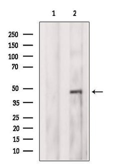 Invitrogen SAB Polyclonal Antibody 100 &mu;L; Unconjugated:Antibodies,